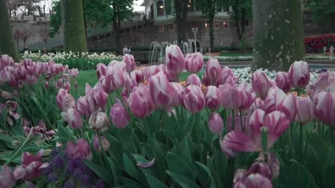Turkey. Tulips in park Stock Footage 131552354