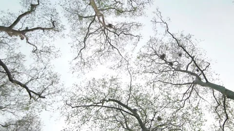 Turkey. View on sky and trees Stock Footage 131552349