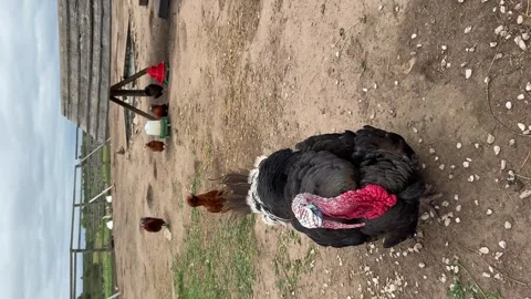 Turkey in the village selective focus. Stock Footage 310141399