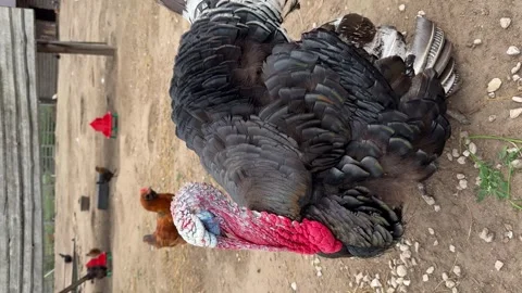 Turkey in the village selective focus. Vertical footage. Stock Footage 302960671