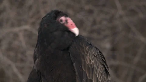 Turkey Vulture 2 Stock Footage 26399773