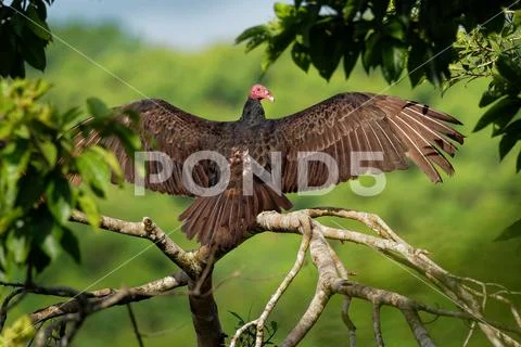 Turkey Vulture - Cathartes aura also known as the turkey buzzard and in some Stock Photos
