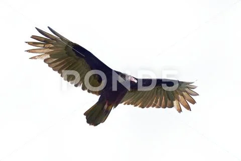 Turkey Vulture - Cathartes aura also known as the turkey buzzard and in some Stock Photos