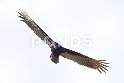Turkey Vulture - Cathartes aura also known as the turkey buzzard and in some Stock Photos