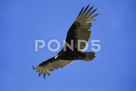 Turkey vulture (cathartes aura), baja california, mexico, north america Stock Photos