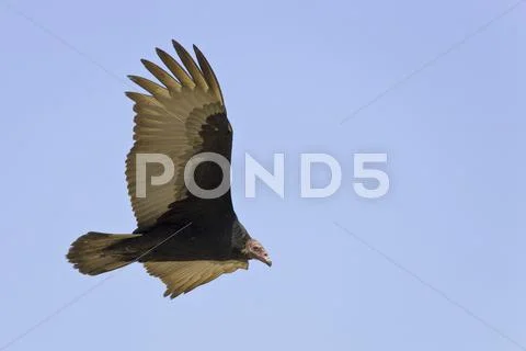 Turkey vulture (cathartes aura), chile, south america Stock Photos