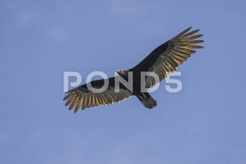 Turkey vulture Cathartes aura Coquimbo Region Chile South America Stock Photos