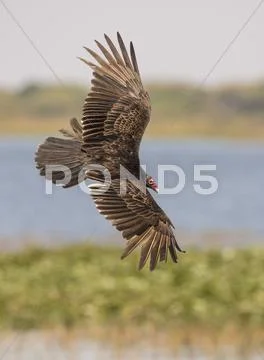 Turkey Vulture (Cathartes aura) - Florida Stock Photos