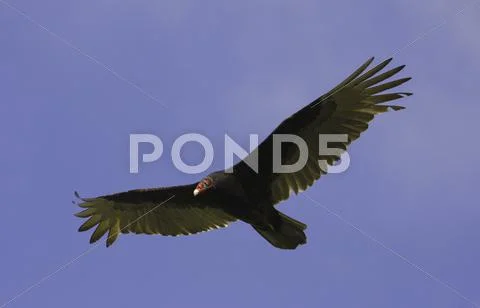Turkey vulture (cathartes aura) flying in blue sky Stock Photos