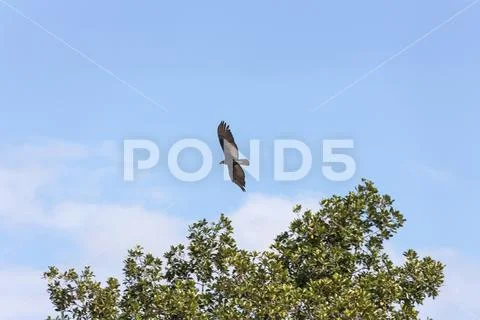 Turkey vulture (Cathartes aura) flying in the sky, Orinoco Delta, Venezuela Stock Photos