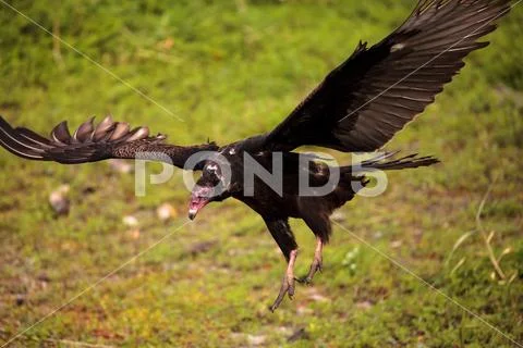Turkey Vulture Cathartes aura at the Myakka River State Park Stock Photos