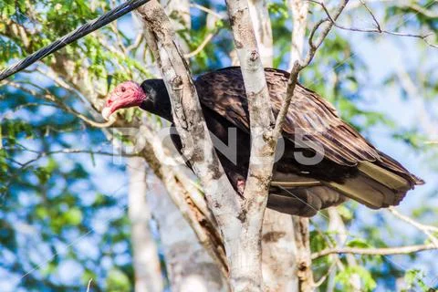 Turkey vulture (Cathartes aura) near Playa Giron village, Cuba Stock Photos