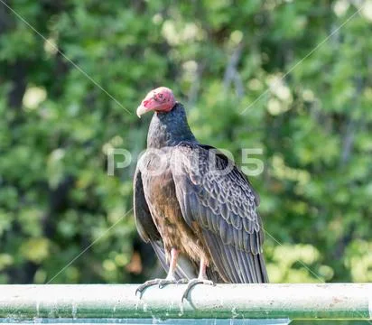 Turkey Vulture (Cathartes aura) Perching. Stock Photos