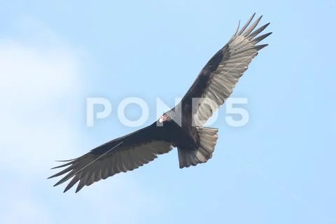 Turkey Vulture (Cathartes aura) Stock Photos