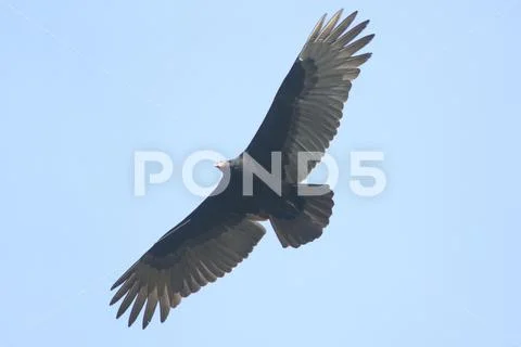 Turkey Vulture (Cathartes aura) Stock Photos