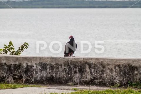 Turkey vulture (Cathartes aura) Stock Photos