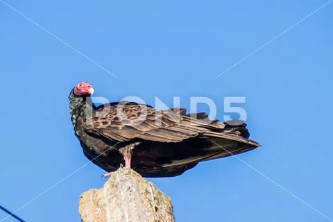 Turkey vulture (Cathartes aura) Stock Photos