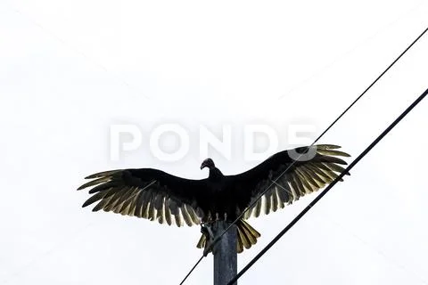 The Turkey Vulture (cathartes aura) Stock Photos