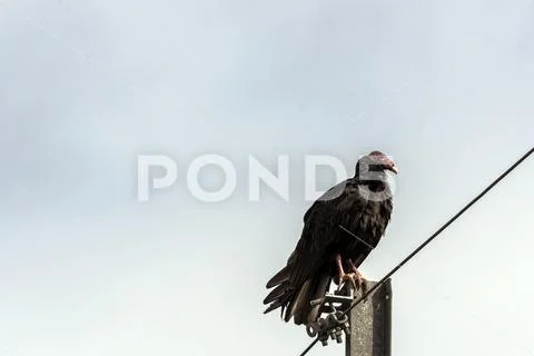 The Turkey Vulture (cathartes aura) Stock Photos