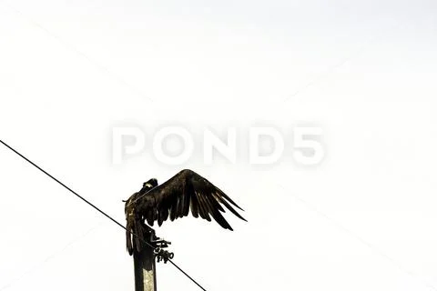 Turkey Vulture (cathartes aura Stock Photos