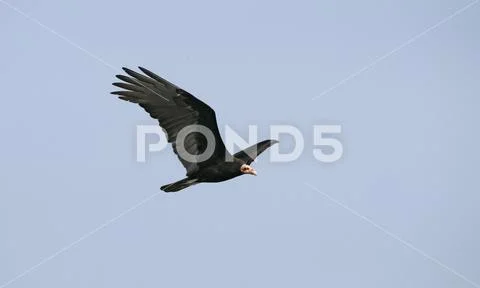 Turkey vulture, Cathartes aura Stock Photos