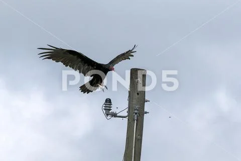Turkey Vulture, Cathartes aura Stock Photos