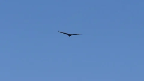 Turkey vulture circles overhead, then lands in a tree 4K Stock Footage 101192453