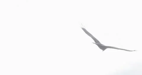 Turkey Vulture in Close-Up Flight, Soaring Bird of Prey Against Sky, 7K Stockbeeldmateriaal 333264676