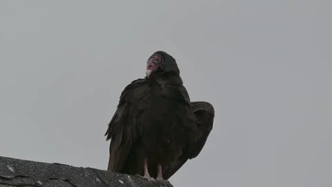 Turkey Vulture with feathers blowing in the wind standing on an old shingled Stock Footage 307868188
