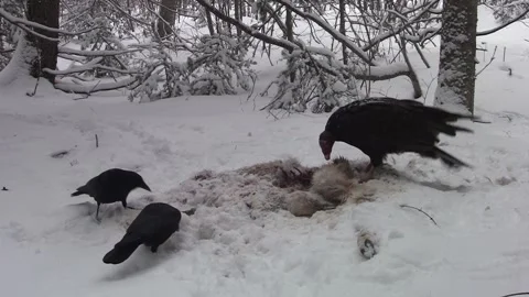 Turkey Vulture Feeding with Crows on Deer Carcass in Superior National Forest Video stock 337793388
