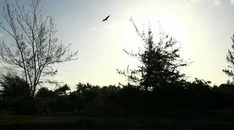 Turkey vulture in flight Video stock 10969821