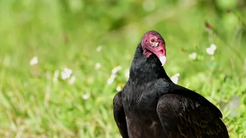 Turkey Vulture Stock-Footage 147297230