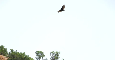 Turkey Vulture Gliding Stock Footage 294720286