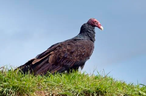 Turkey vulture on grass Stock Photos