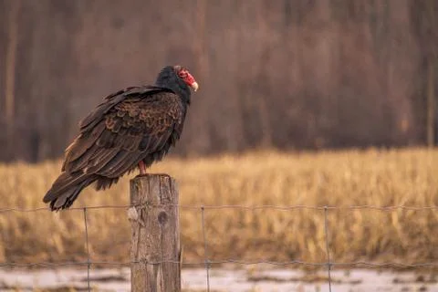 Turkey vulture perched on a fencepost Stock Photos