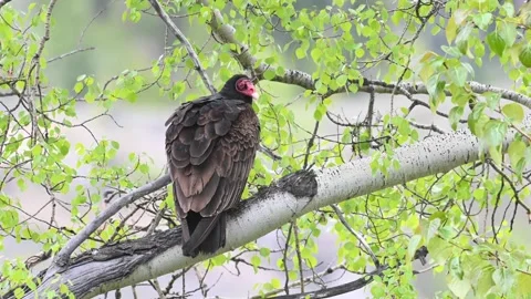 Turkey Vulture, perched, spring Stock Footage 150750786