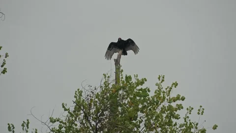 Turkey Vulture Perched with Wings Spread on Treetop on Overcast Day Stock Footage 320575645