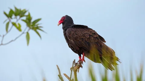 TURKEY VULTURE PERCHING ON TREE Stock Footage 230267962