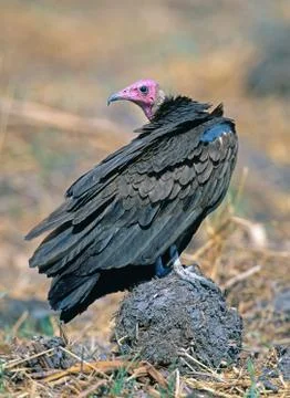 Turkey vulture Stock Photos