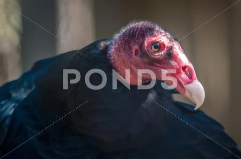 Turkey vulture Stock Photos