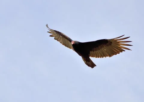 Turkey vulture Stock Photos