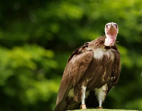 Turkey vulture Stock Photos