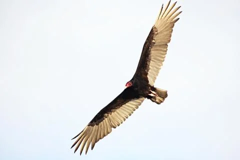 Turkey Vulture Stock Photos
