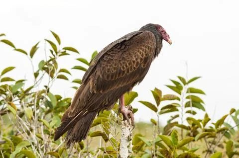 Turkey Vulture Stock Photos