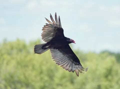 Turkey Vulture Stock Photos