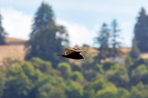 This Is A Turkey Vulture Stock Photos