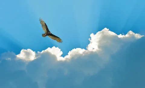 Turkey vulture Stock Photos