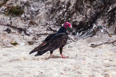 Turkey vulture Stock Photos