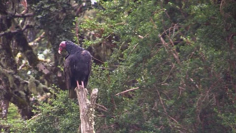 Turkey vulture screening the surroundings Stock Footage 81532203