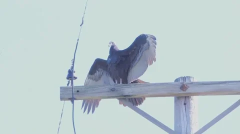Turkey Vulture shows off. 库存影片 55110497